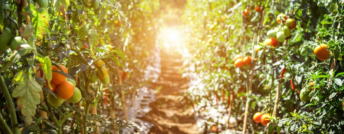 Picture of field of tomatoes